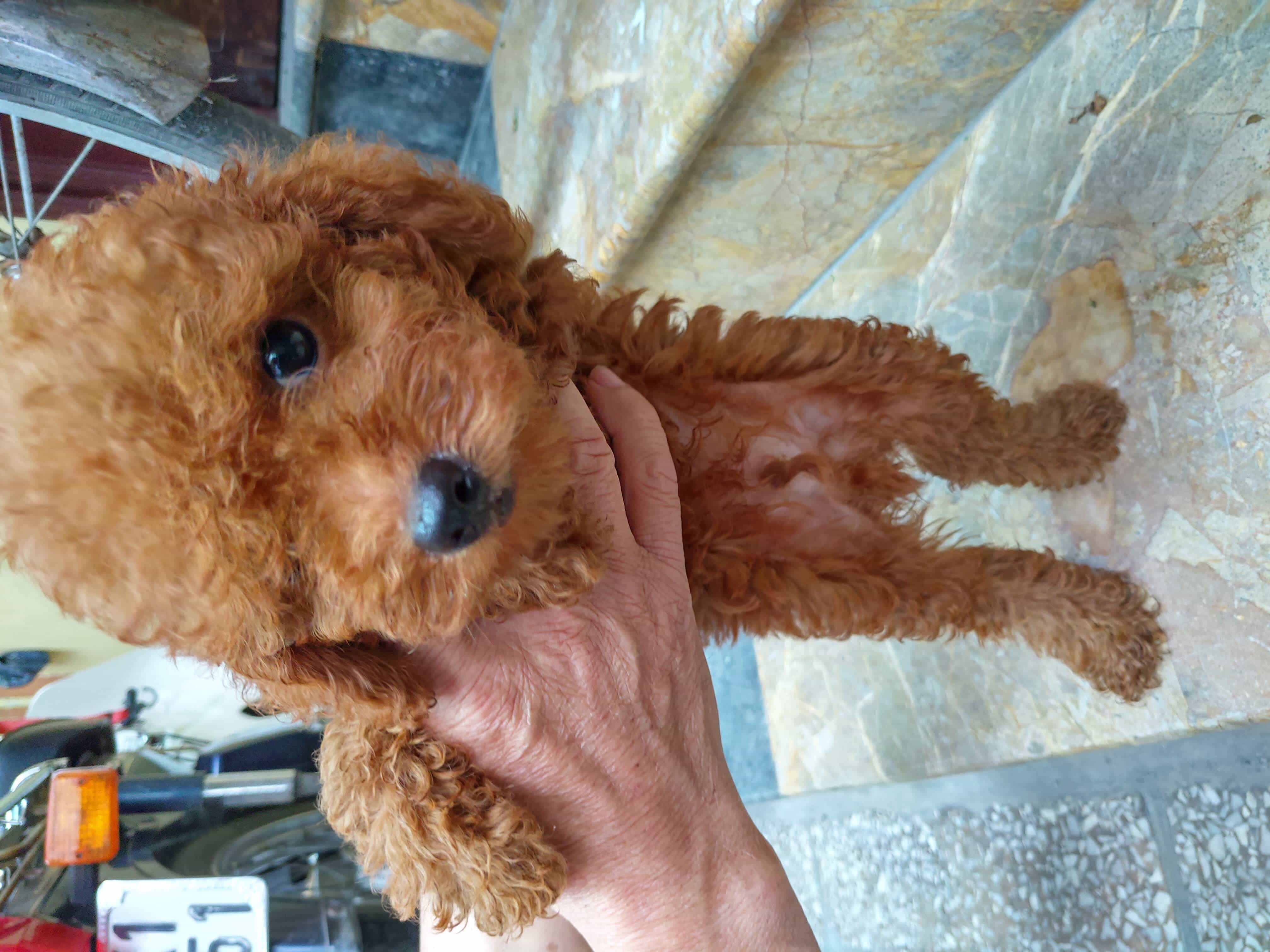 Bé Poodle Nâu Đỏ