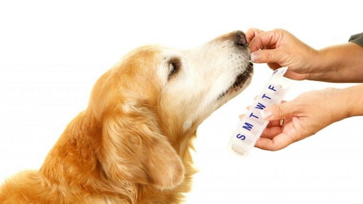 Bổ sung các thuốc có tác dụng trợ sức trợ lực cho cún để tăng sức đề kháng