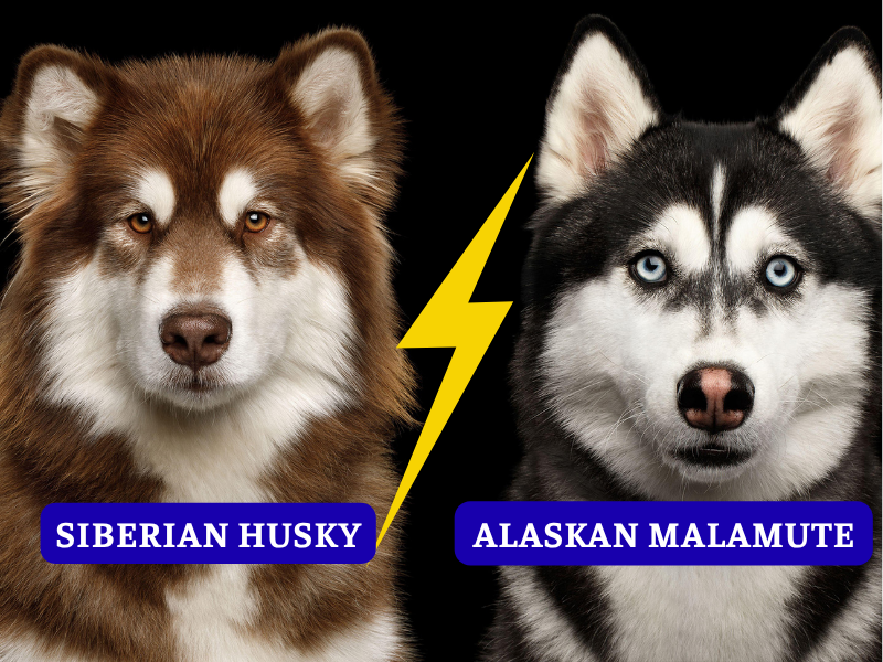 Ngoại hình & Đặc điểm nhận dạng chó Alaska và Husky