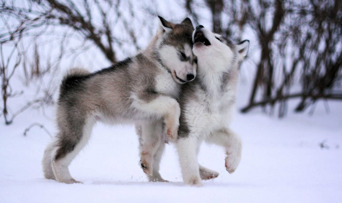 Khí hậu Việt Nam có nuôi chó alaska được không?