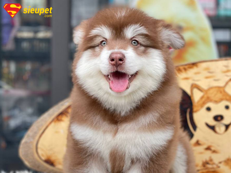 kích thước tiêu chuẩn chó alaska