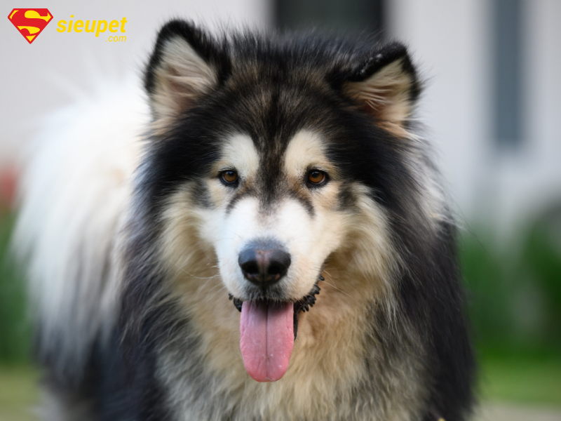 Kích thước chó alaska