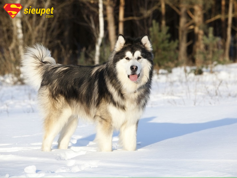 Kích thước chó Alaska