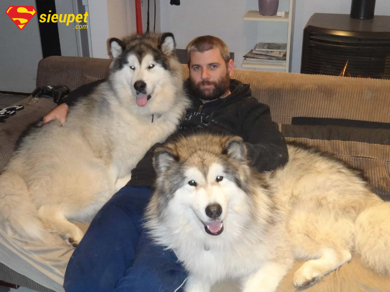 Kích thước chó Alaska