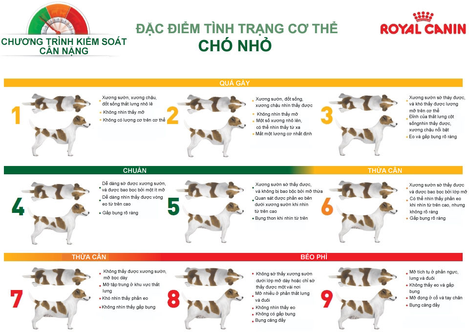Chó pug bị béo phì thấy mệt mỏi
