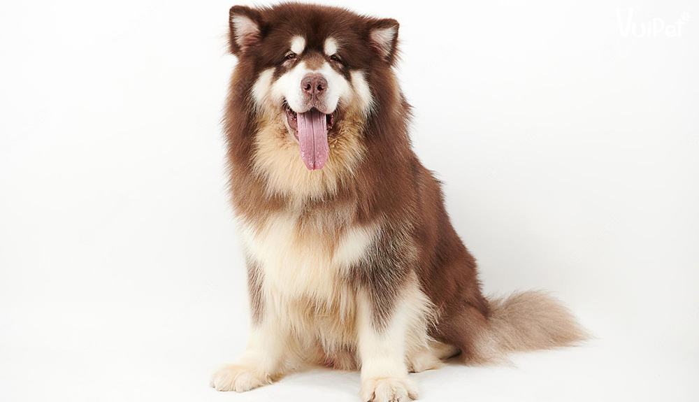 kích thước alaska khổng lồ