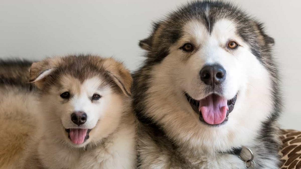 Kinh nghiệm mua chó alaska