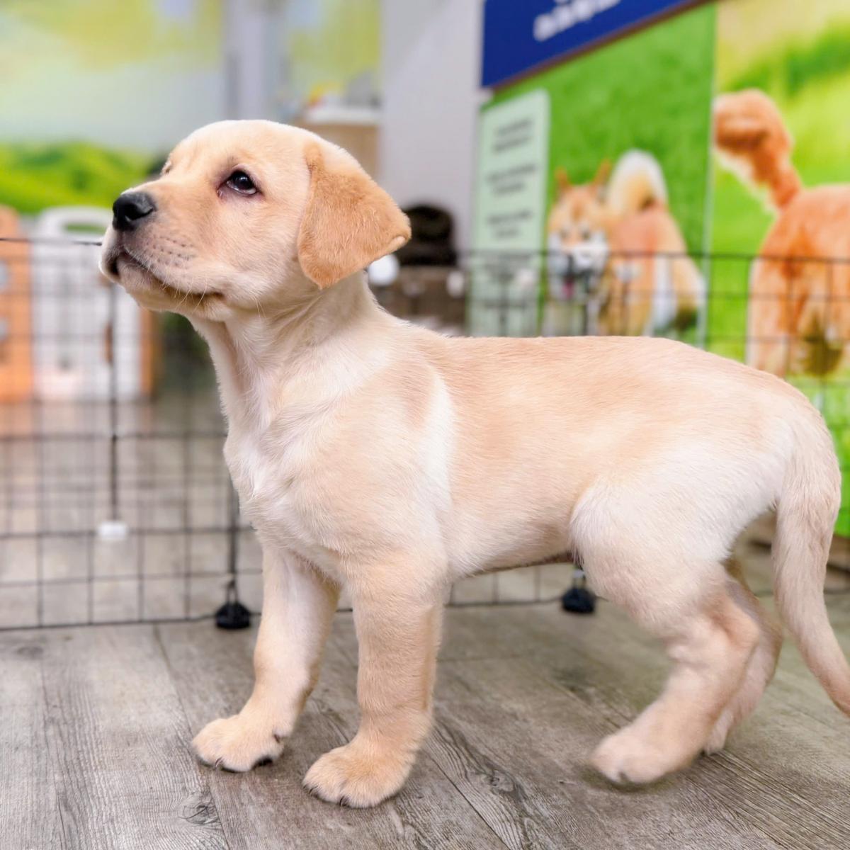 Giống chó Labrodor