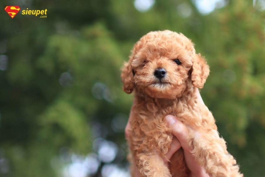 Lưu ý khi huấn luyện chó Poodle