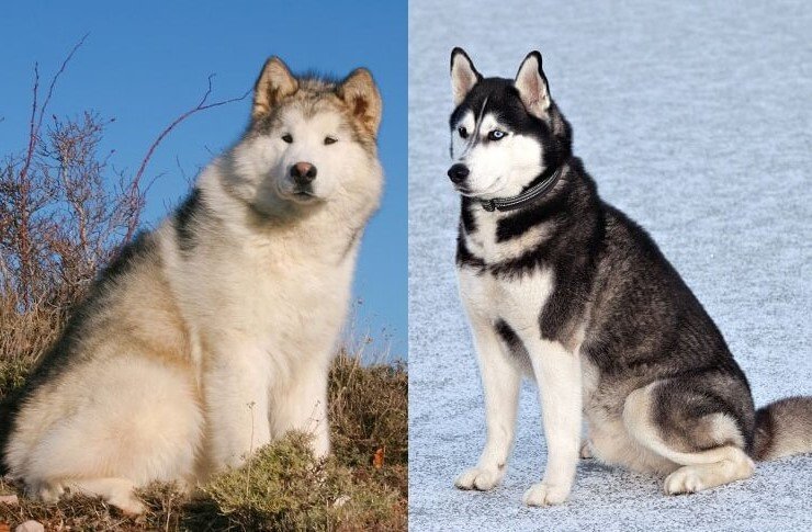 So sánh chó Alaska và Husky