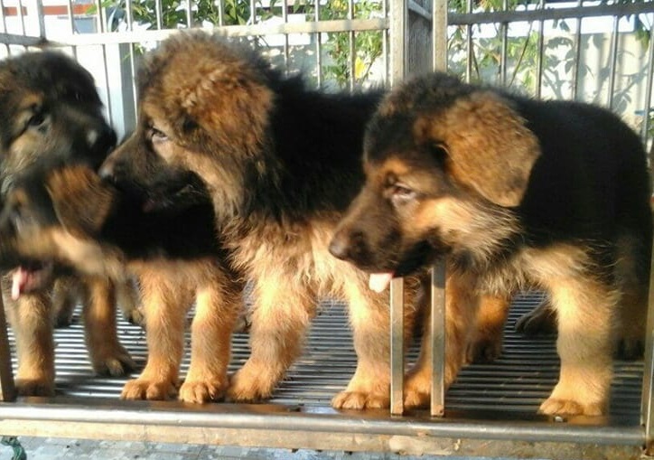 Chó Becgie Đức con