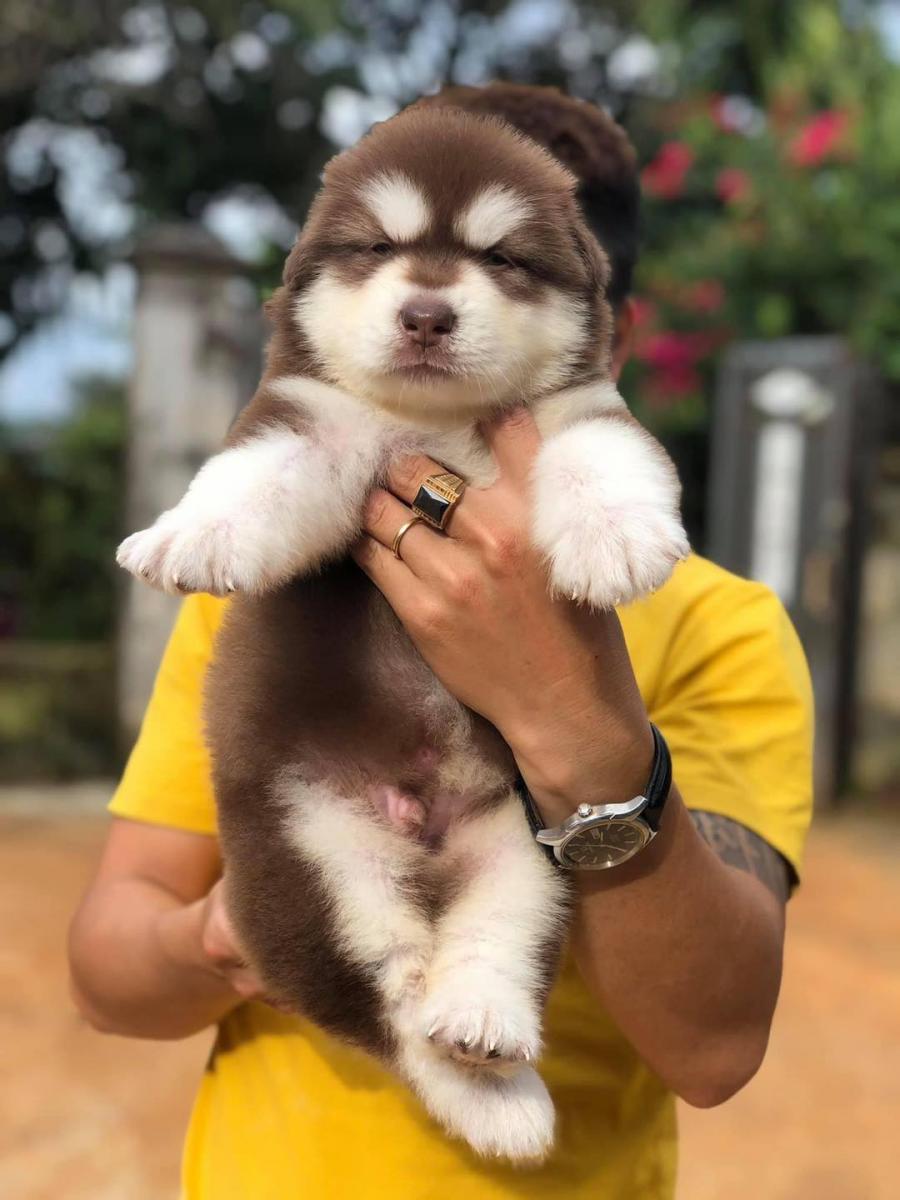 Mua chó alaska ở đâu?