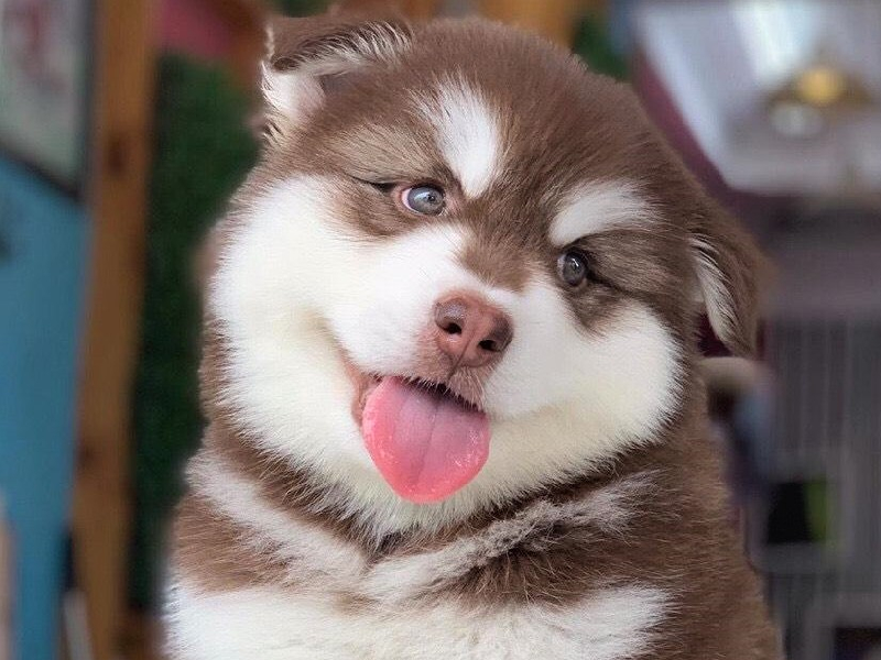 Hình nền chó Alaska đẹp