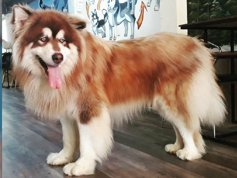 Chó Alaska