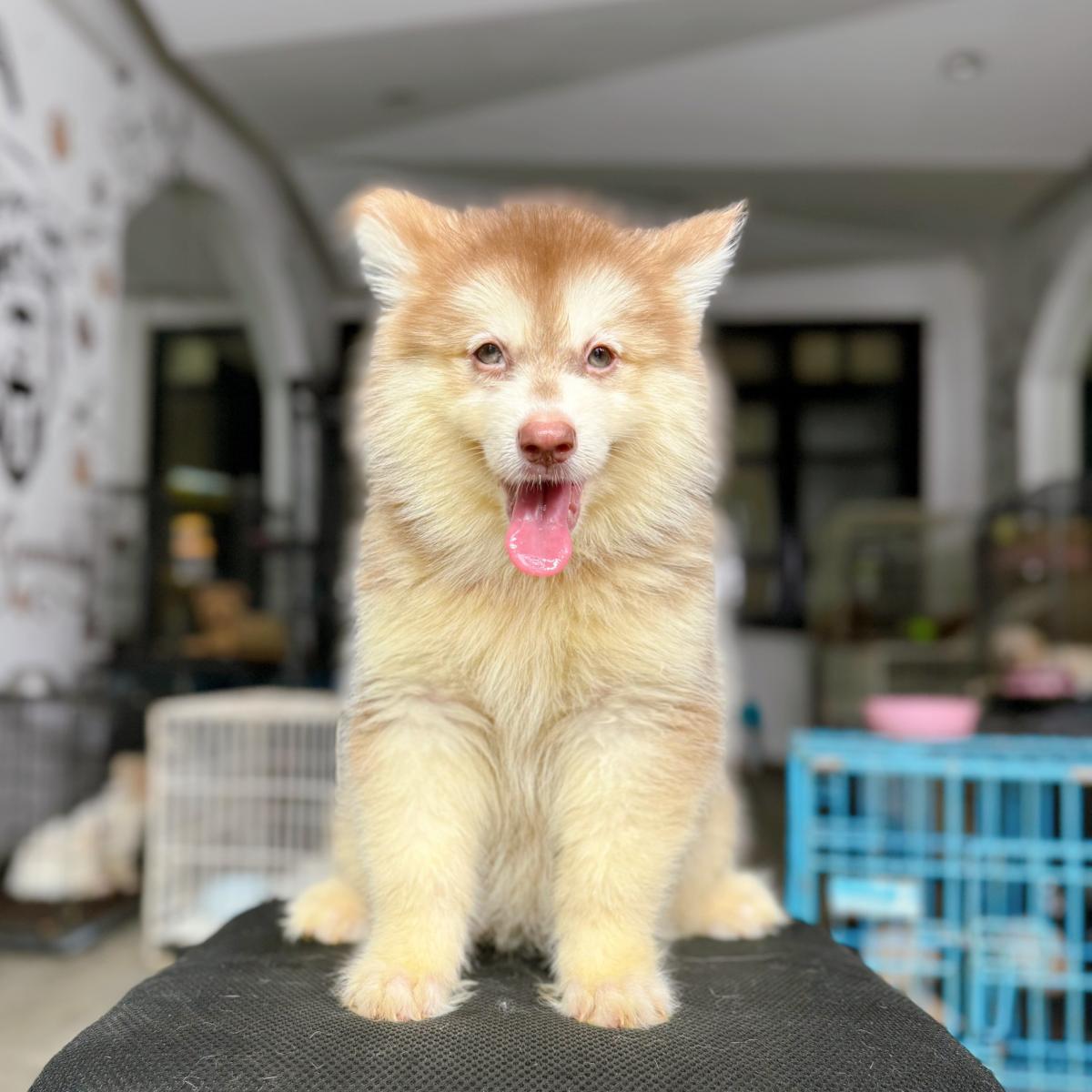 Mua chó alaska thuần chủng