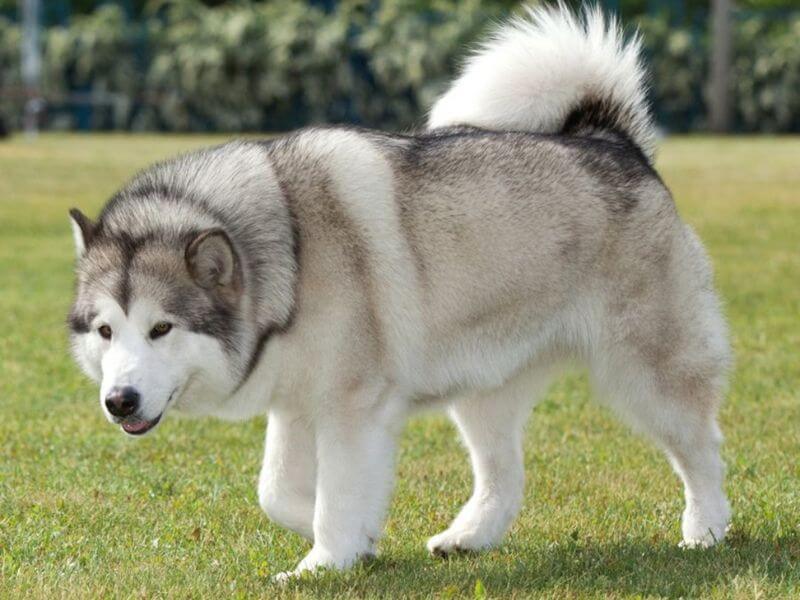 Chó Alaska Malamute