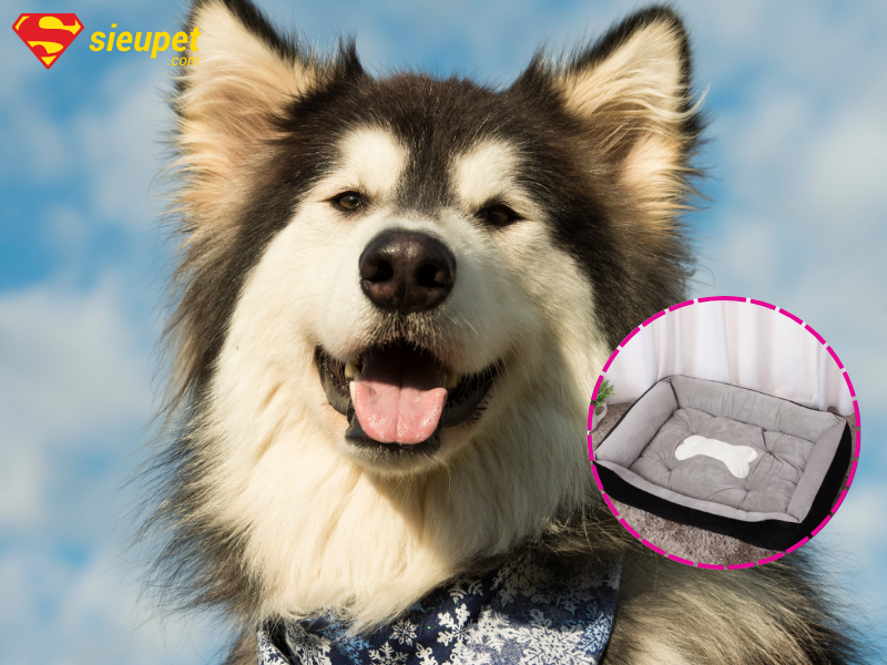 Nệm cho chó Alaska