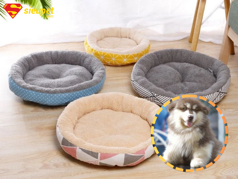 Mua nệm cho chó Alaska