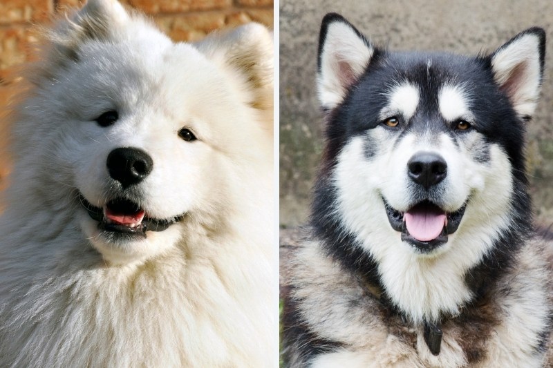 nen-nuoi-alaska-hay-samoyed