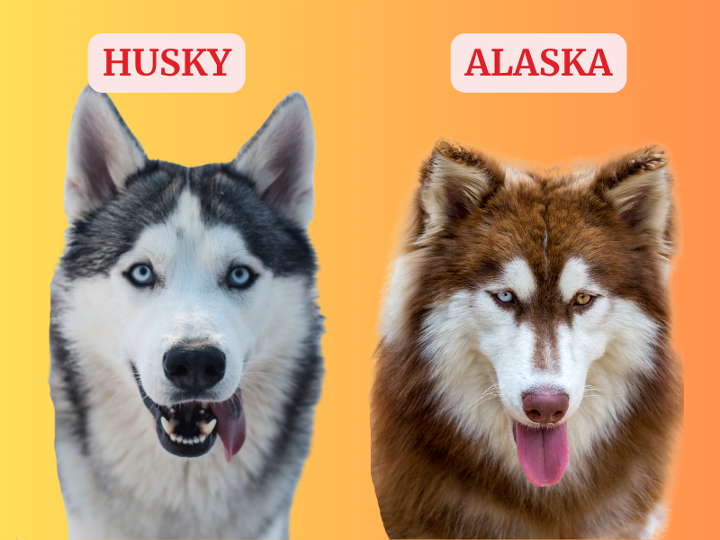 Tư vấn chọn mua Husky hay Alaska
