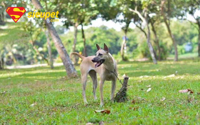 Quyết định nên nuôi chó Phú Quốc đực hay cái