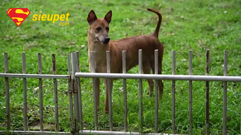 Câu hỏi thường gặp về việc nên nuôi chó Phú Quốc đực hay cái
