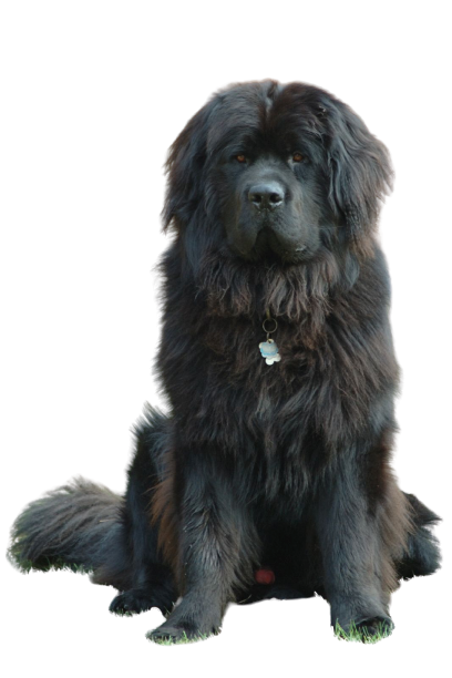 Newfoundland