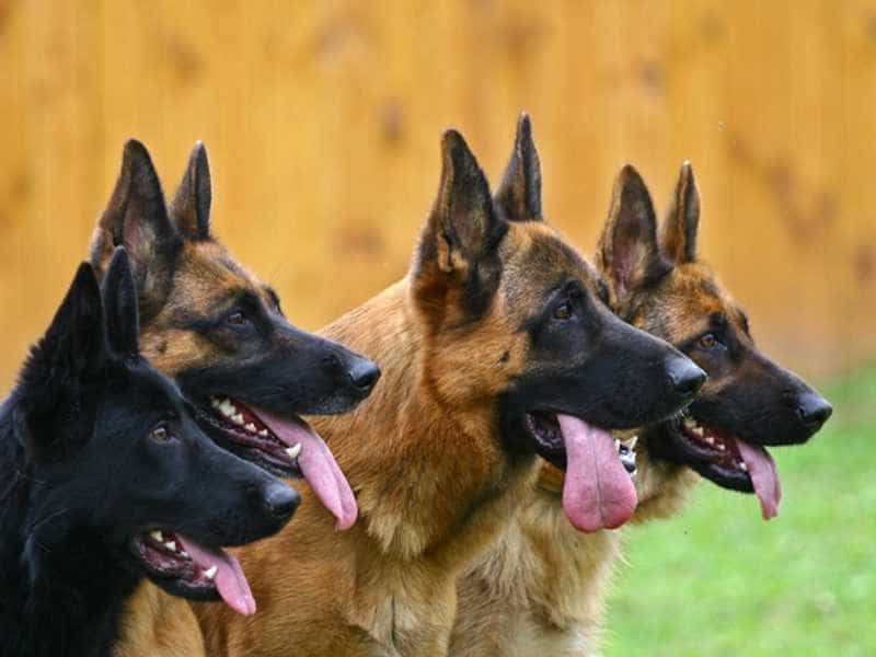 Phối giống chó becgie