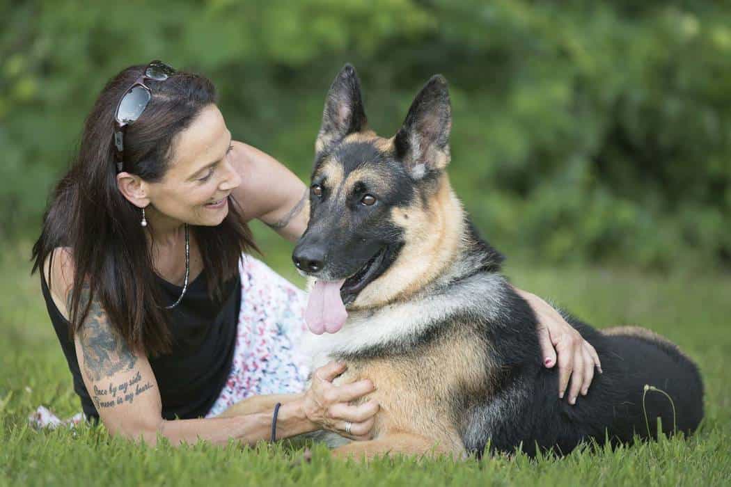 Huấn luyện chó Becgie Đức