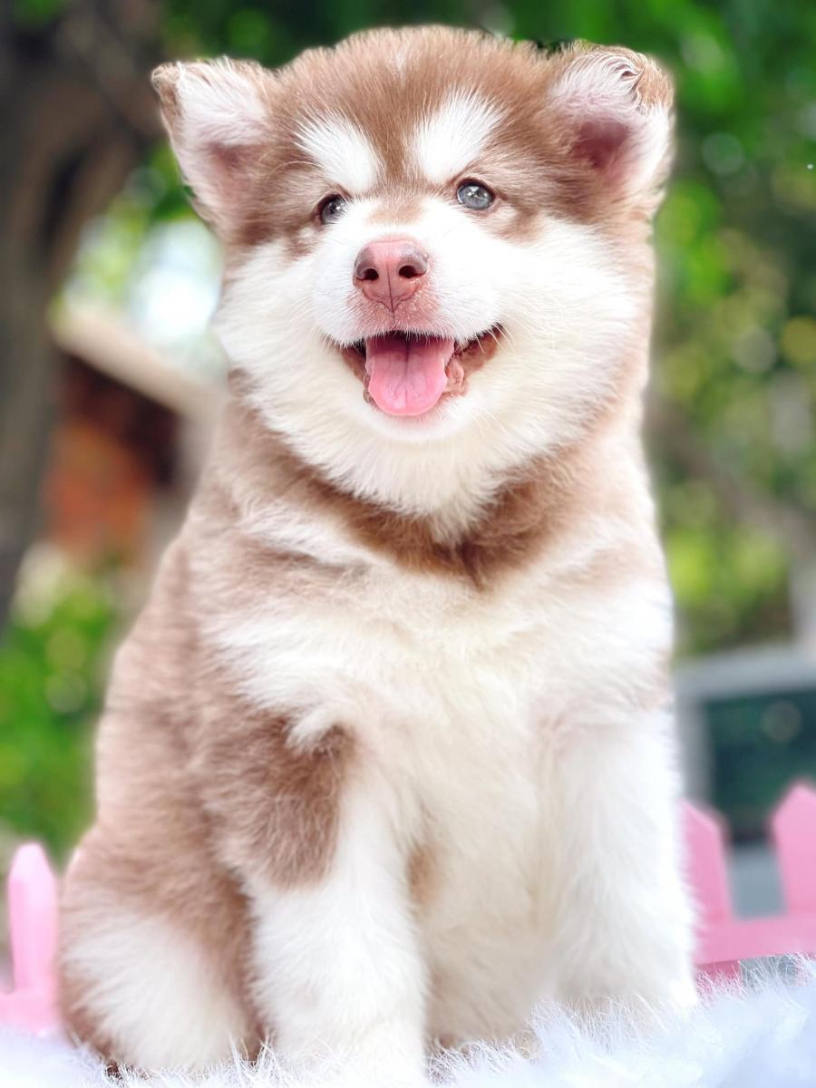 Nuôi chó alaska có dễ không?