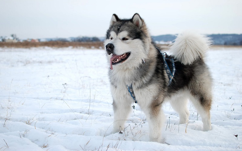 Chó Alaska Malamute huấn luyện dễ không?
