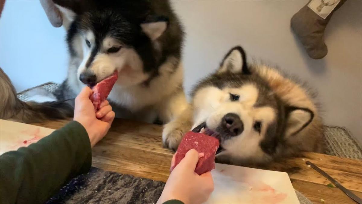Nuôi chó alaska dễ