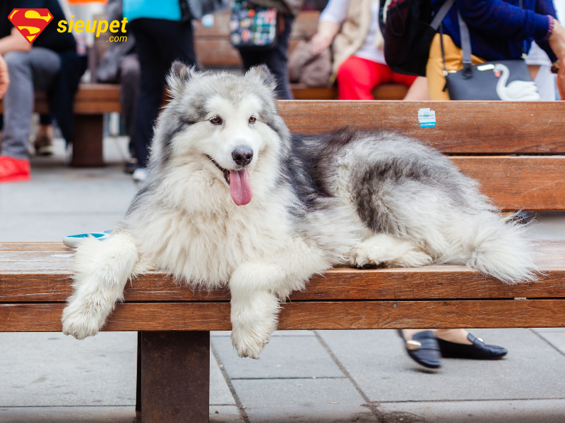 Chăm sóc chó Alaska cái trưởng thành