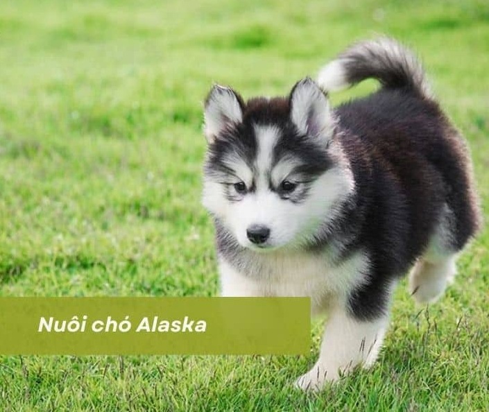 Chó Alaska đen trắng