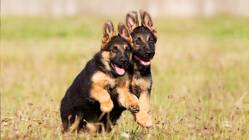 Giống chó becgie con