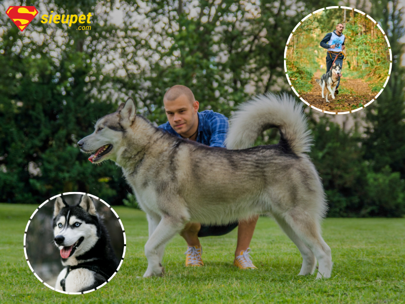 Nhu cầu vận động của chó Husky và Alaska