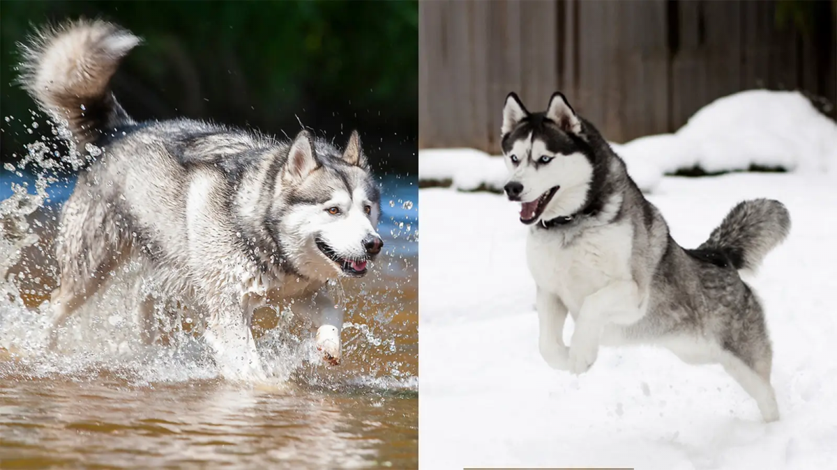 Phân biệt chó alaska và husky
