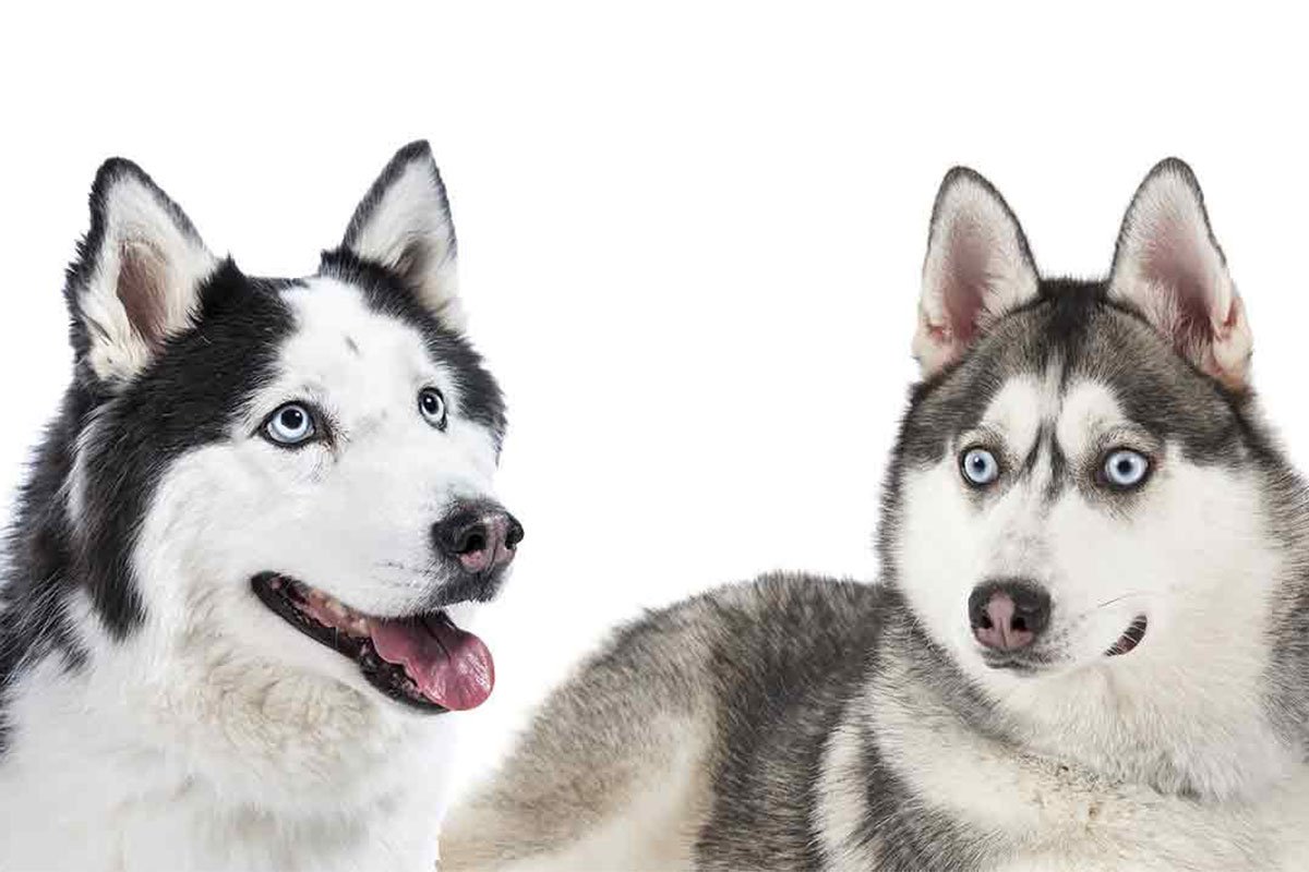 Phân biệt chó alaska và husky