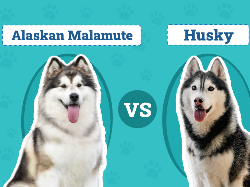 Nguồn gốc của chó Husky và Alaska