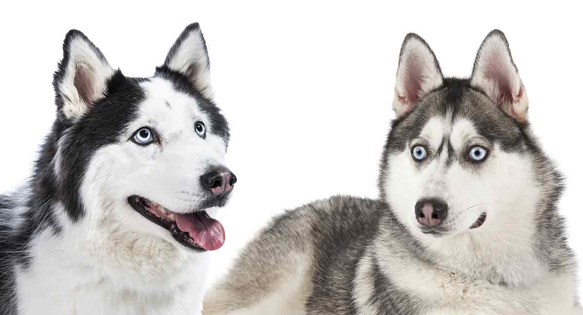 So sánh chó Alaska và Husky