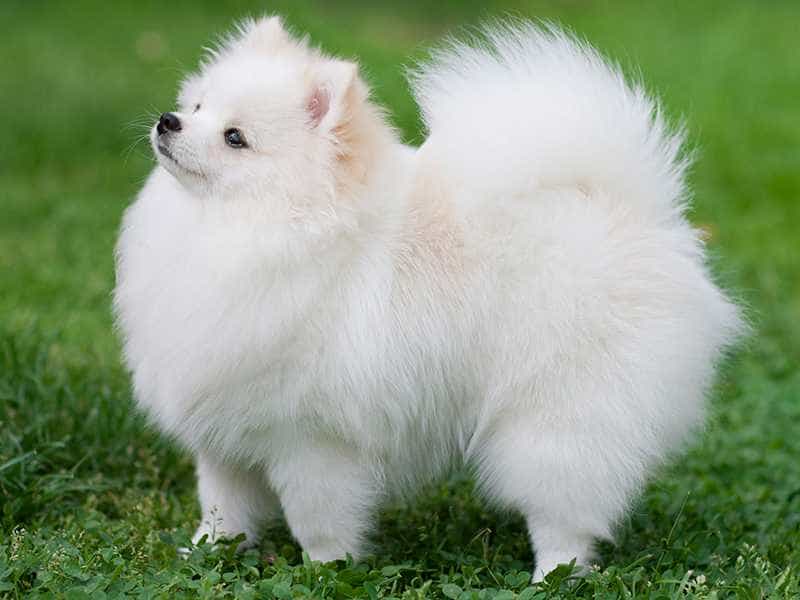 Hình ảnh chó Phốc Sóc mini cute hình nền chó Pom con đẹp