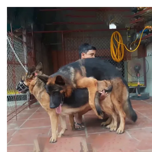 Phối giống chó becgie