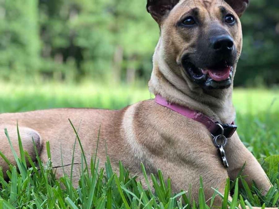 Chó Becgie lai chó Phú Quốc