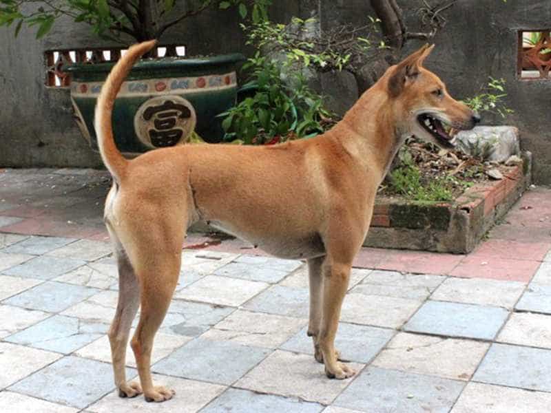 Chó Phú Quốc - Niềm Tự Hào Của Dân Tộc Việt Nam