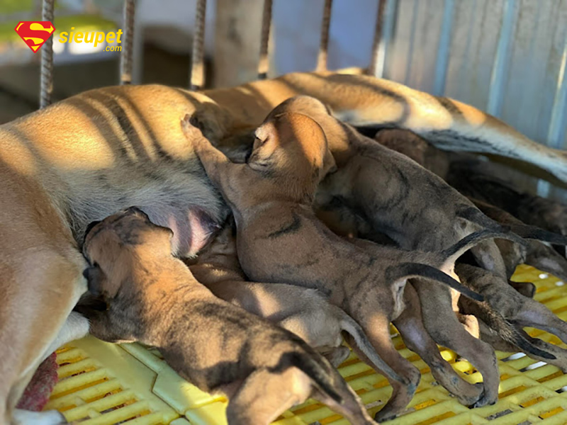 ảnh chó phú quốc đẹp - chó con