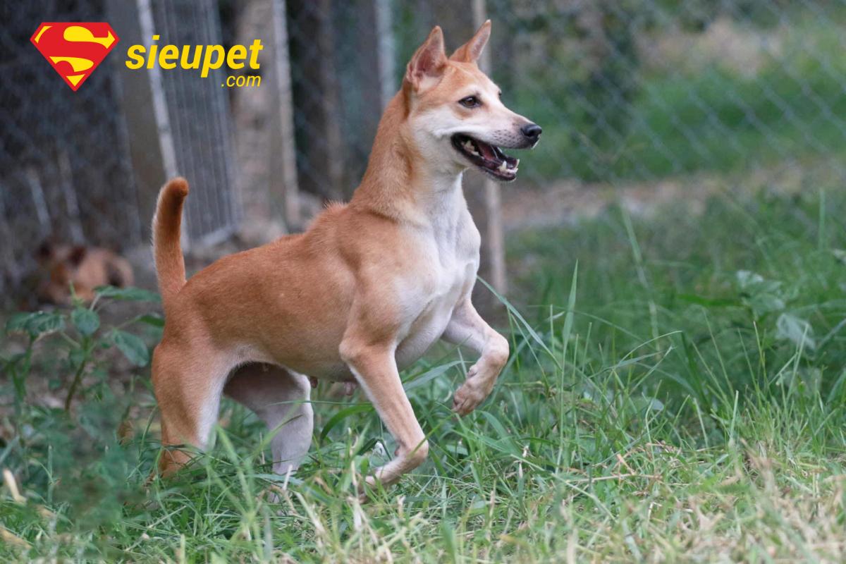 ảnh chó phú quốc đẹp - chó trưởng thành