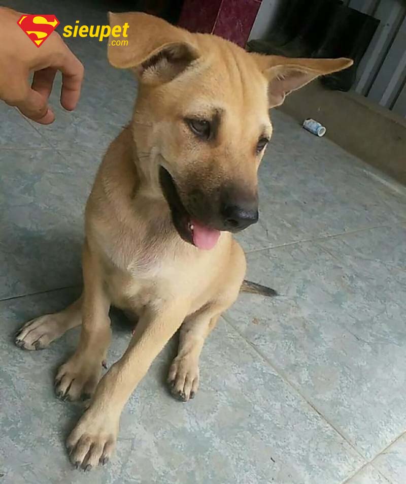 ảnh chó phú quốc đẹp - chó lai