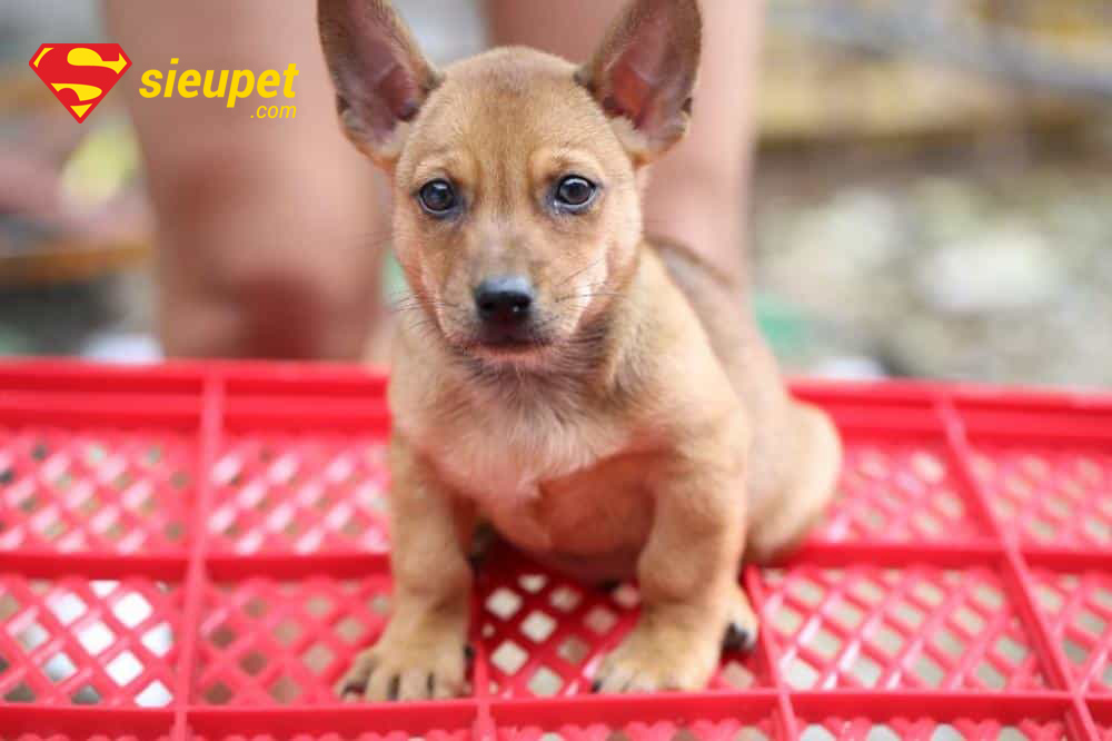 ảnh chó phú quốc đẹp - chó lai
