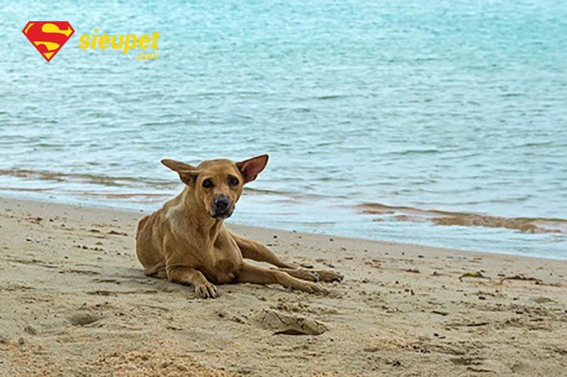 ảnh chó phú quốc đẹp - tự nhiên