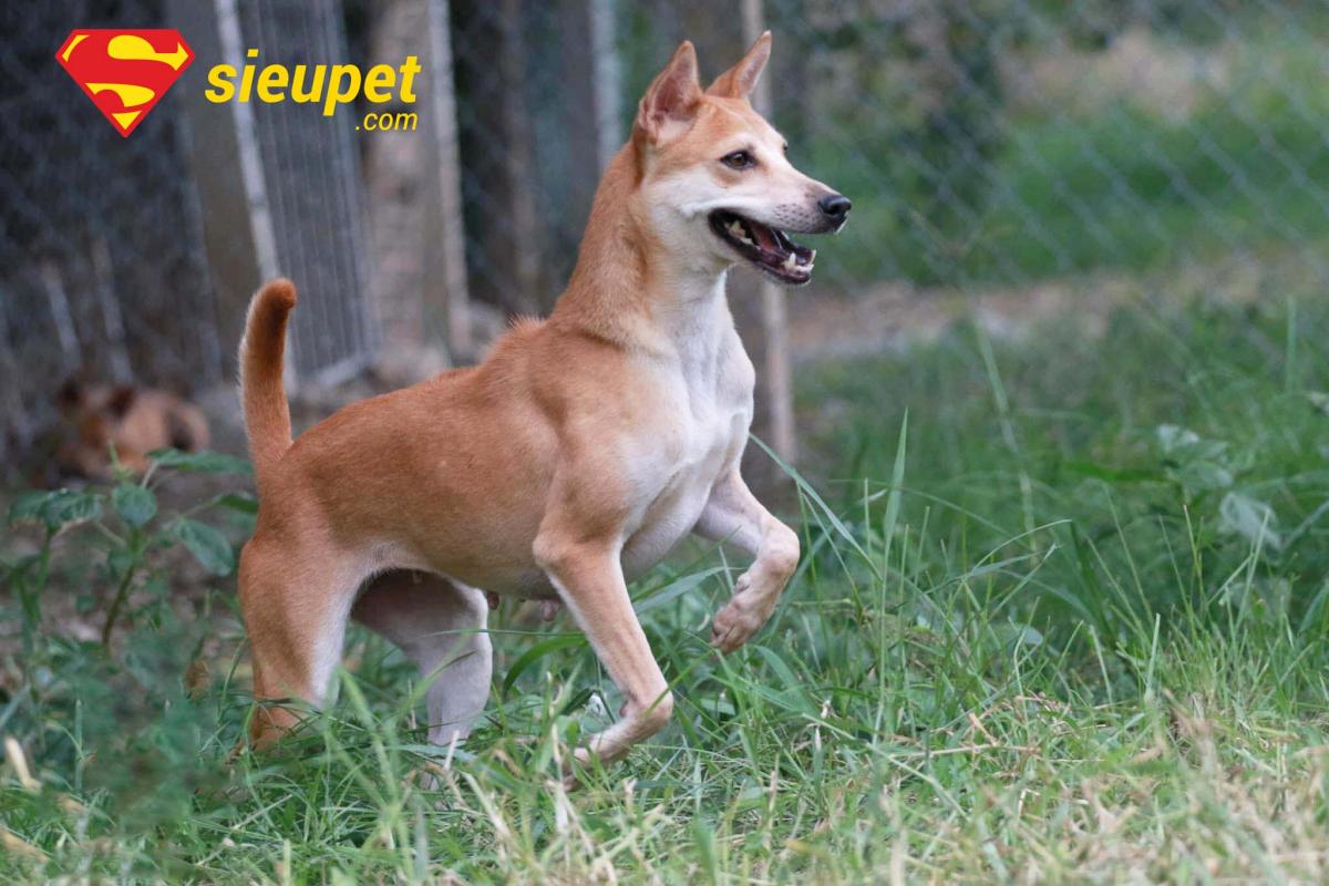 cách chọn chó phú quốc đẹp